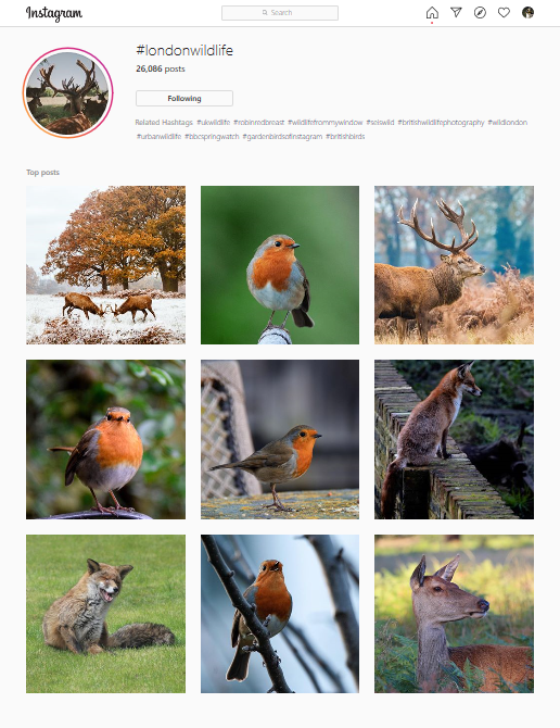 Instagramwildlife