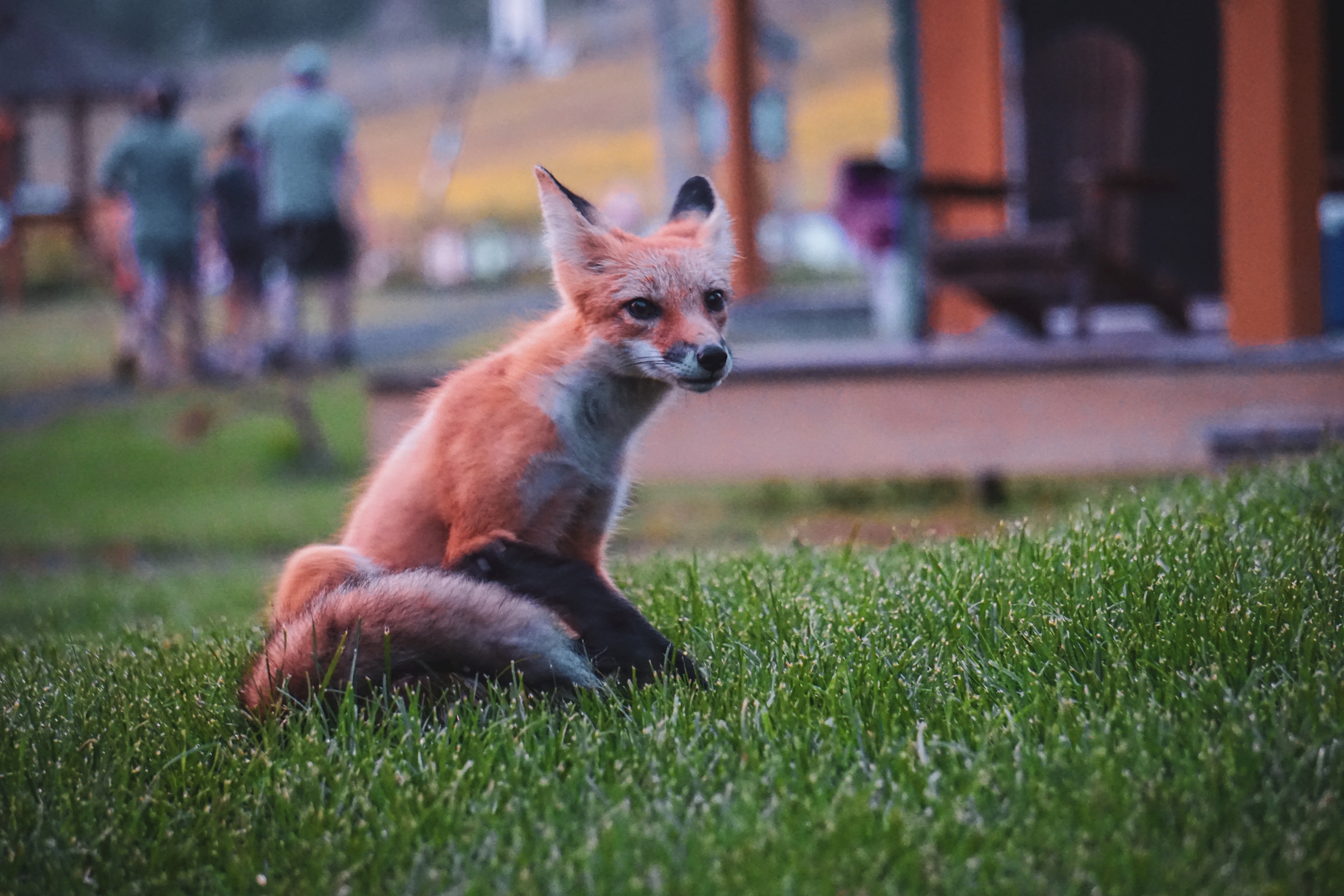 FoxyGame