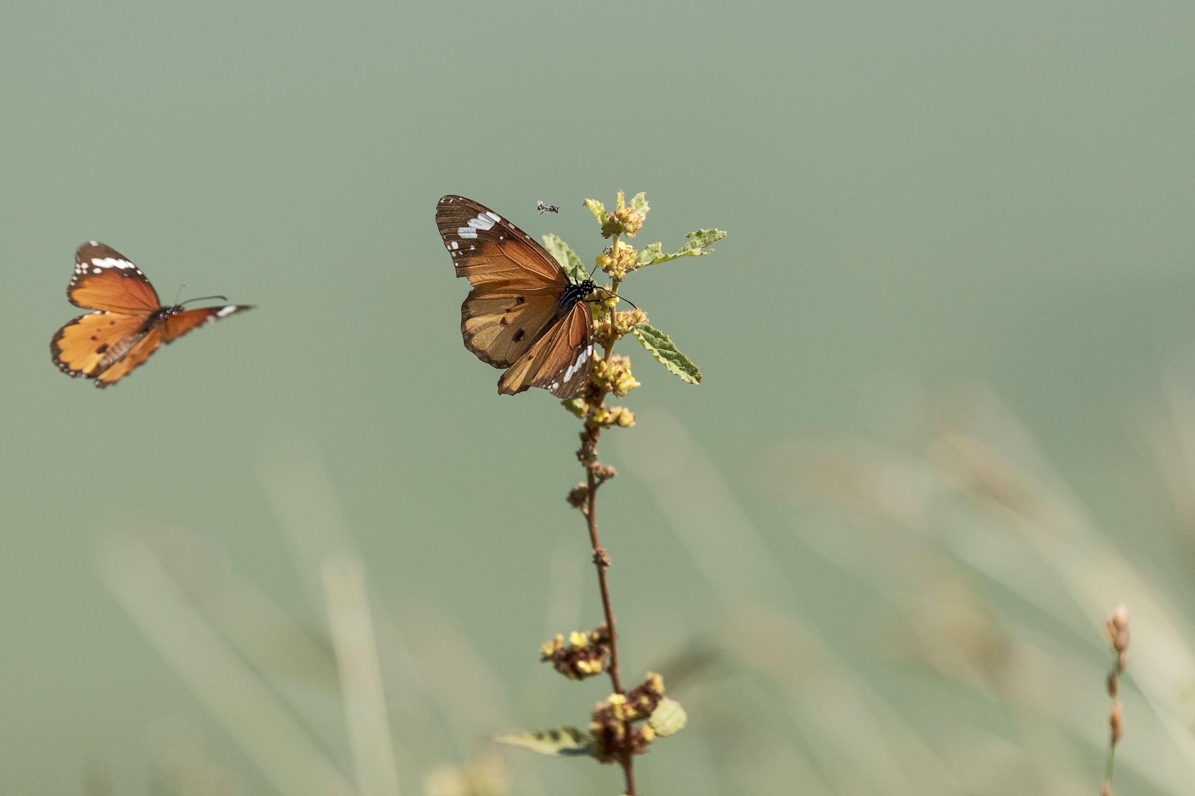 Butterflygamepic