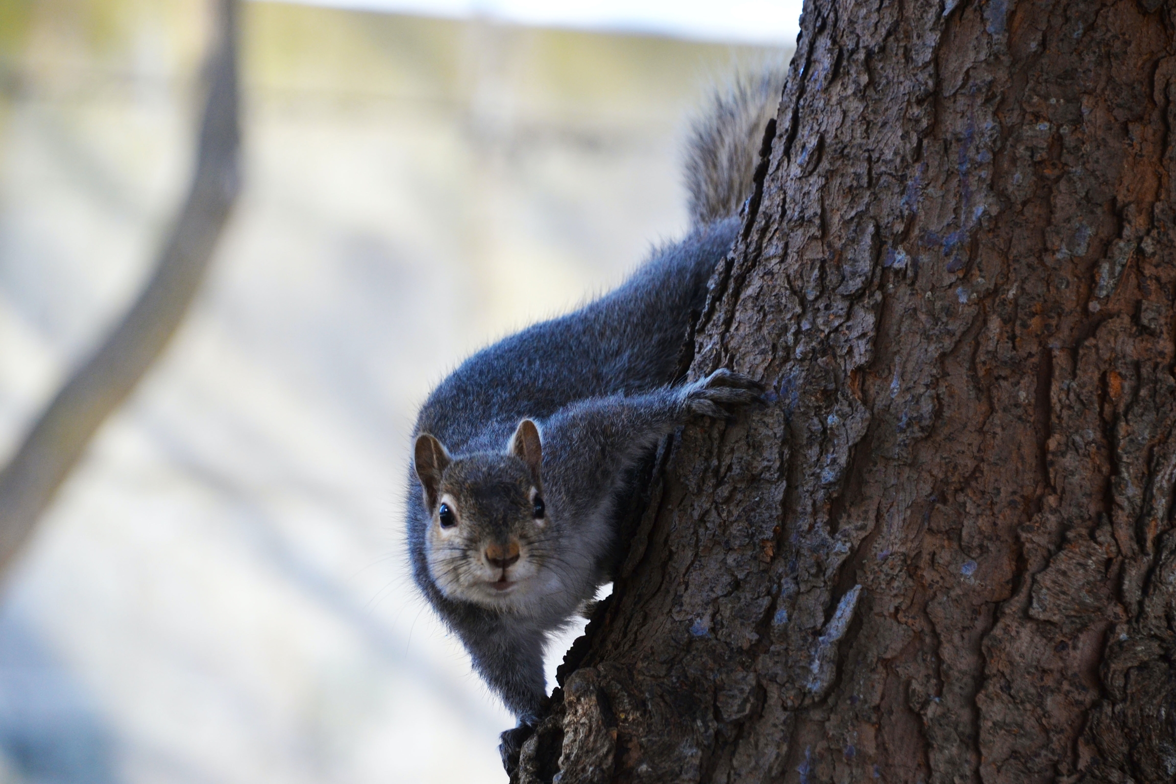 squirel